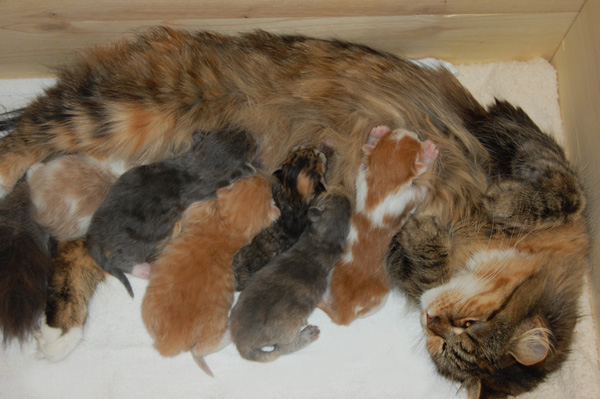 Evita mit ihren ersten Babies.jpg